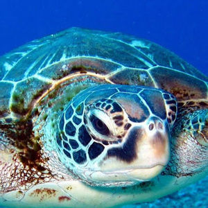 Meet your Posher, Abel